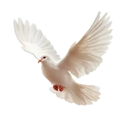 dove-of-peace2s.png